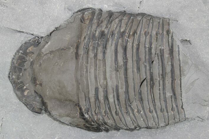 Partial Trilobite (Trimerus) Fossil - New York #232155